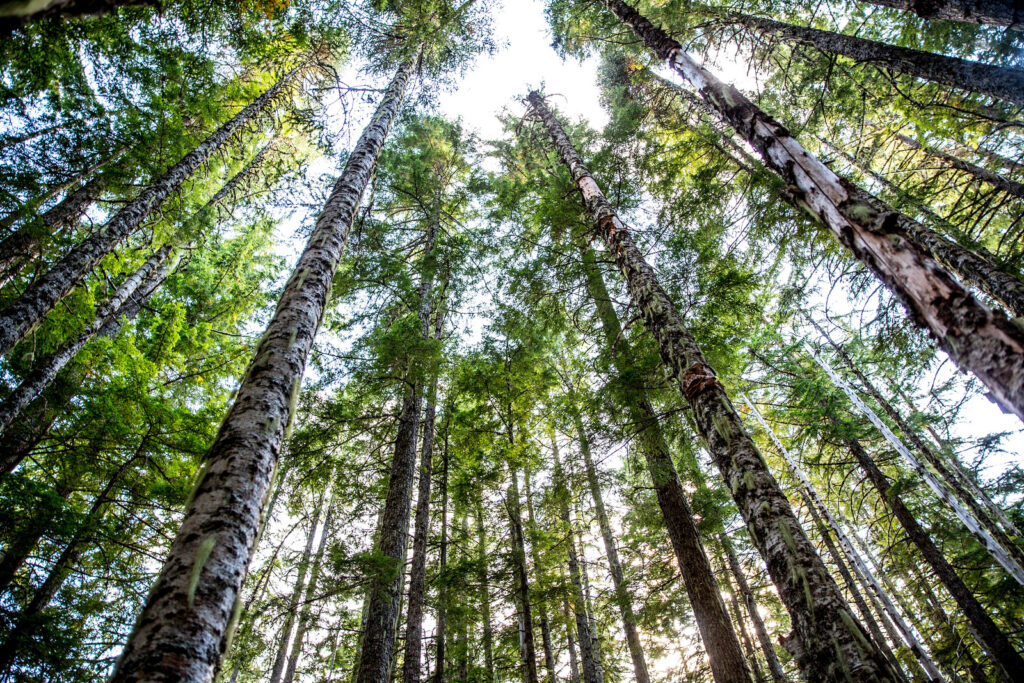 Mount Rainier National Park Trees Around