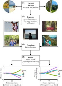 Fig. 1 A conceptual model for mental health as an ecosystem service.