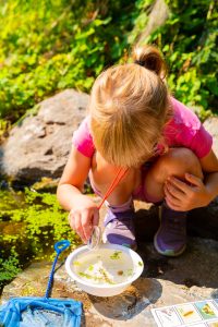 A child inspecting macroinvertebrates from a waterway