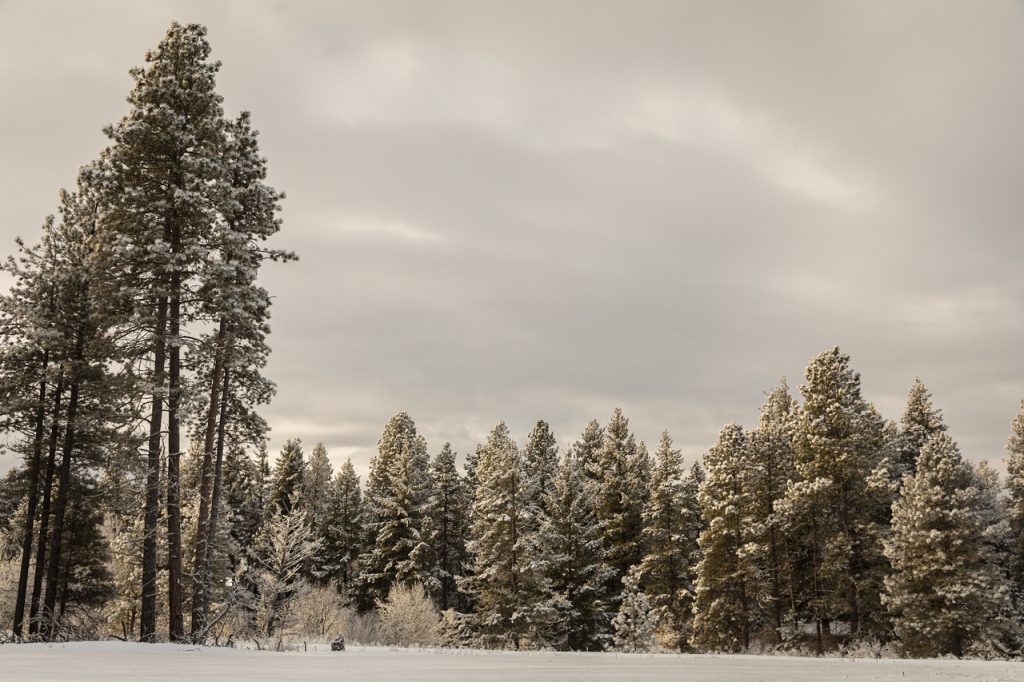 Conifers covered in snow