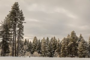 Conifers covered in snow