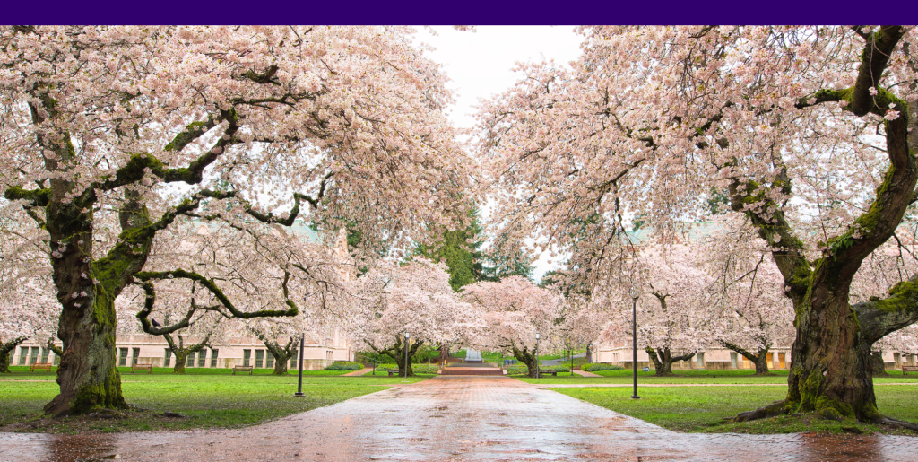 Cherry blossom trees in bloom at the University of Washington campus