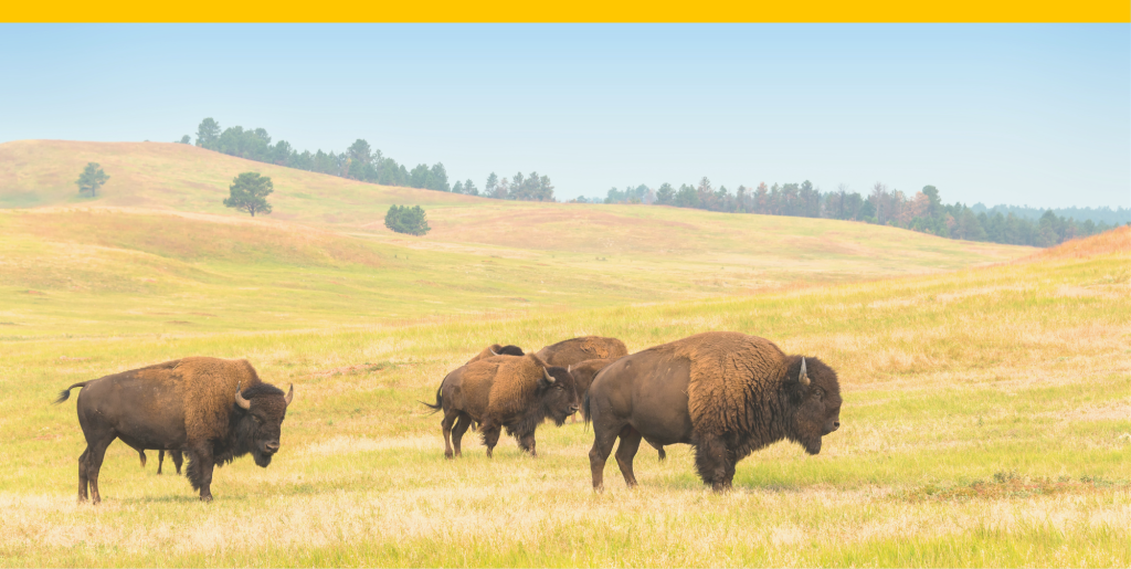 A heard of buffalo on a plain