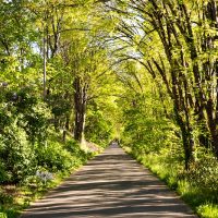 The Burke-Gilman strolling and biking trail lined with trees