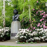 Pink and white blooming rhododendrons
