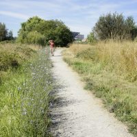 A person walking through the tall grasses at the Union Bay Natural Area.