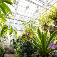 Tropical plants inside the Biology Greenhouse