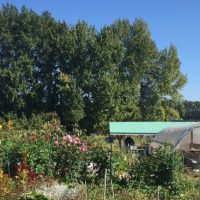 Flowers blooming and a greenhouse at UW Farm