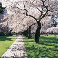 Cherry blossoms in bloom at The UW Quad