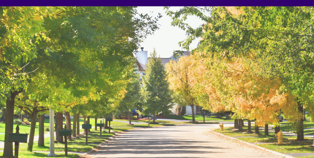 A street lined in mature trees
