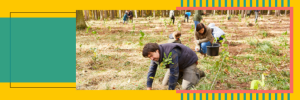 People planting trees at a volunteer event