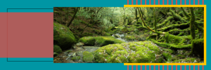 A mossy forest