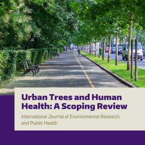 A pedestrian path and street lined with shade trees 